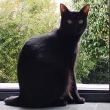 Photo de chat perdu à Velizy Villacoublay