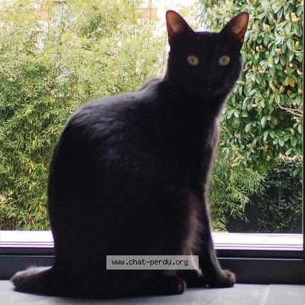 Photo 1/1 Chat retrouvé Perdu à Velizy villacoublay