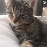 Photo de chat perdu à Halluin