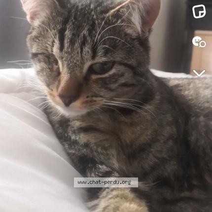 Photo 1/1 Chat retrouvé Perdu à Halluin