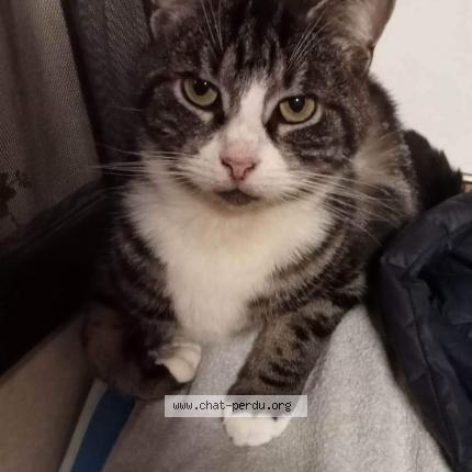 Photo 1/1 Chat retrouvé Perdu à Villequier
