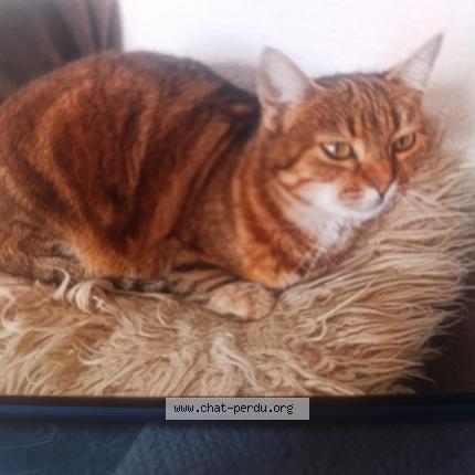 Photo de chat perdu à Laroque