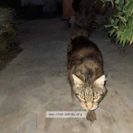 Photo 1/1 Chat retrouvé Trouvé à St mathieu de treviers