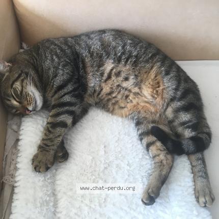 Photo de chat perdu à Charbonnieres Les Bains