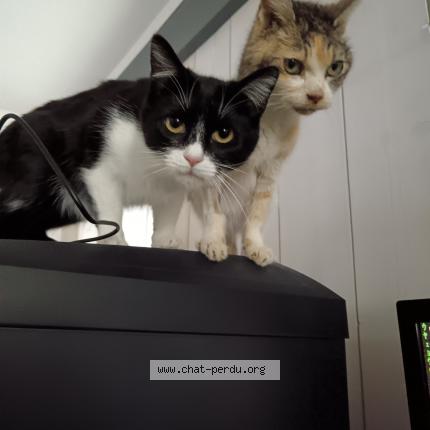 Photo de chat perdu à Puymoyen