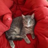 Photo de chat perdu à Le Chesnay Rocquencourt