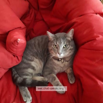 Photo 1/1 Chat retrouvé Perdu à Le chesnay rocquencourt