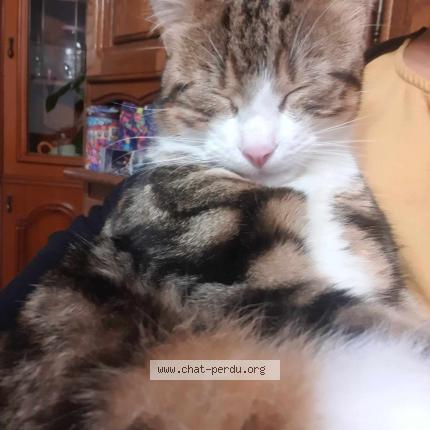 Photo 1/1 daen Chat perdu à Saint vaast les mello