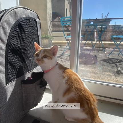 Photo 1/1 Pariou Chat perdu à Saint aout