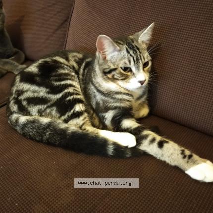 Photo de chat perdu à Calais