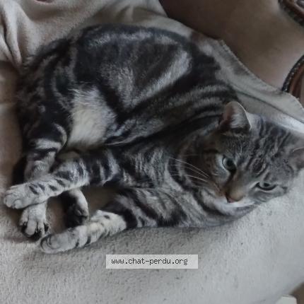 Photo 1/1 Cerise Chat perdu à Brechaumont