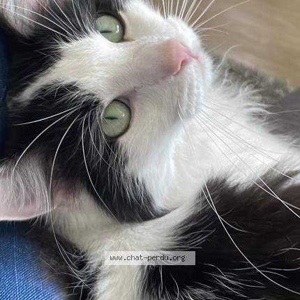 Photo de chat perdu à Athis Mons