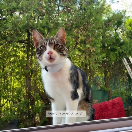 Photo 1/1 Chat retrouvé Perdu à Saint priest