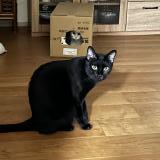 Photo de chat perdu à Kurume