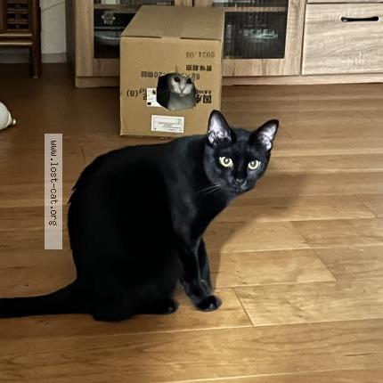 Photo 1/1 Jiji Chat perdu à Kurume