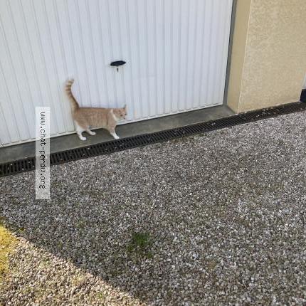 Photo de chat perdu à Echenoz La Meline