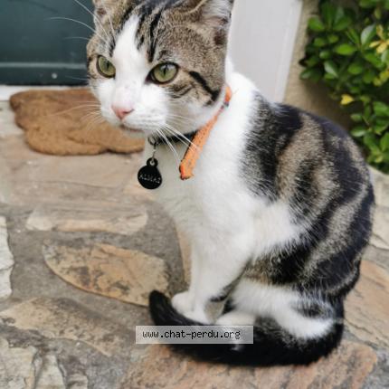 Photo de chat perdu à Montmorency