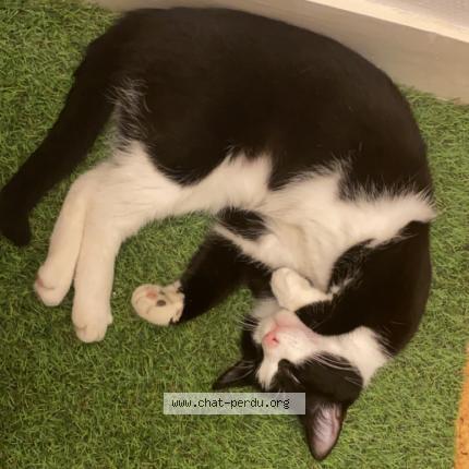 Photo de chat perdu à Ange