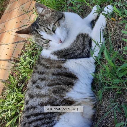 Photo de chat perdu à Jaunay Clan