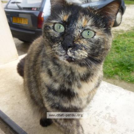 Photo de chat perdu à Bordeaux Cauderan