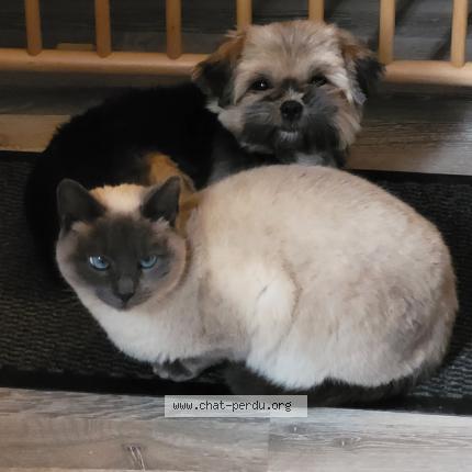 Photo 1/1 Chat retrouvé Perdu à Saint Fargeau Ponthierry