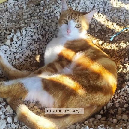 Photo 1/1 Chat retrouvé Perdu à Montignac