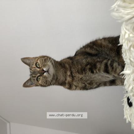 Photo 1/1 Chat retrouvé Perdu à Orleans