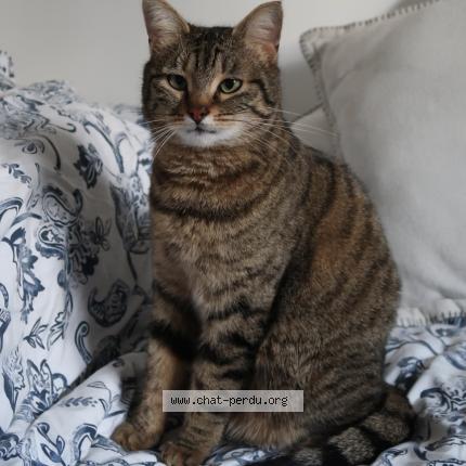 Photo de chat perdu à Ivry Sur Seine