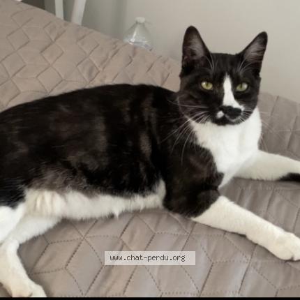 Photo de chat perdu à Roubaix