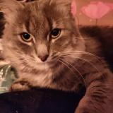 Photo de chat perdu à La Chapelle Saint Laud