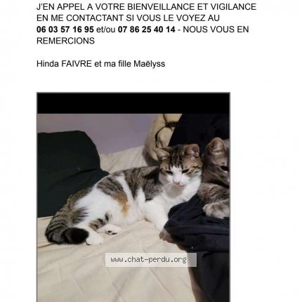 Photo de chat perdu à Valay