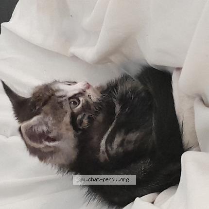 Photo de chat perdu à Achicourt
