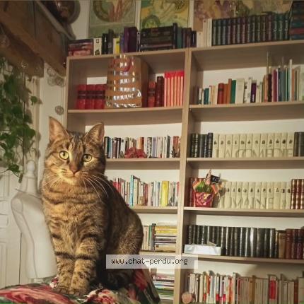 Photo 1/1 Romi Chat perdu à La destrousse