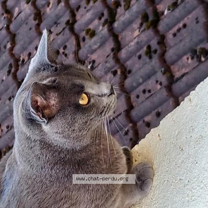 Photo 1/1 Chat retrouvé Perdu à Montargis