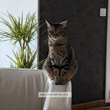 Photo de chat perdu à Marseille