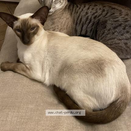 Photo de chat perdu à Aulnay Sous Bois