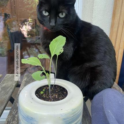 Photo de chat perdu à Saint Germain Les Arpajon