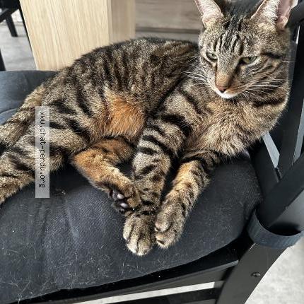Photo 1/1 Chat retrouvé Perdu à Le Havre