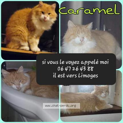 Photo de chat perdu à Limoges