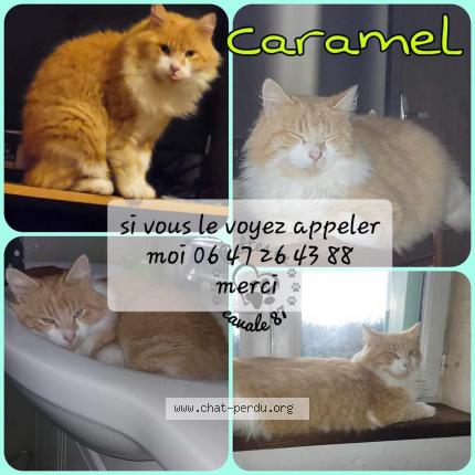 Photo 2/2 Chat retrouvé Perdu à Limoges