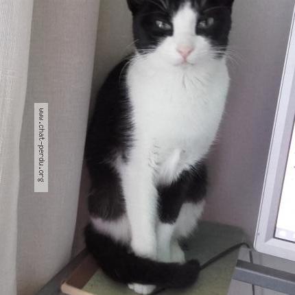 Photo 1/1 La Puce Chat perdu à Les aldudes