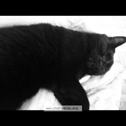 Photo 1/1 Lyly Chat perdu à Saint leonard