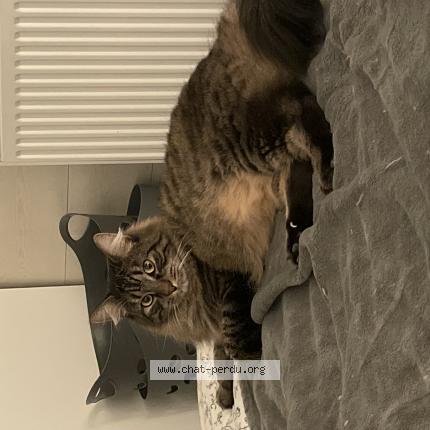 Photo de chat perdu à Malaunay