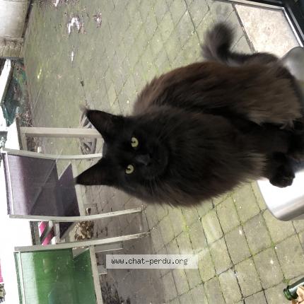 Photo de chat perdu à Lille