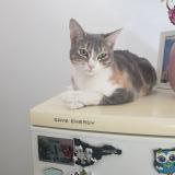 Photo de chat perdu à Chatou