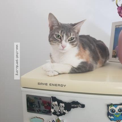 Photo 1/2 Chat retrouvé Perdu à Chatou