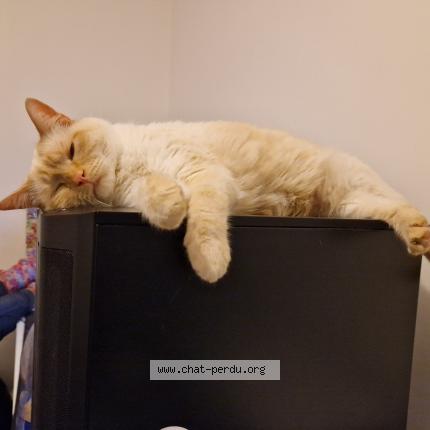 Photo de chat perdu à Brest