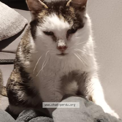 Photo de chat perdu à Chavagnes En Paillers