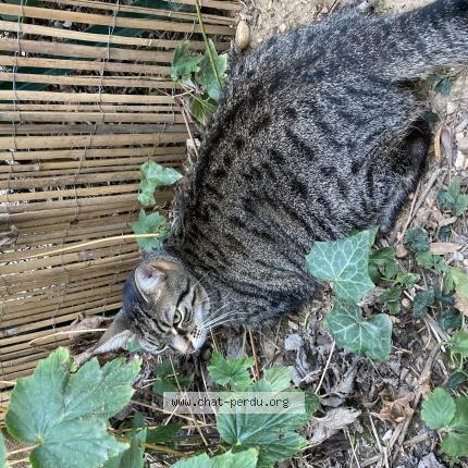 Photo de chat perdu à Lyon