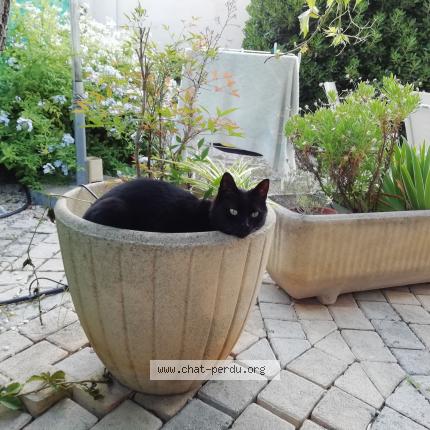 Photo de chat perdu à La Crau